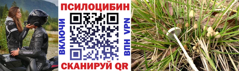 Галлюциногенные грибы мицелий  Купить где  Кудымкар 